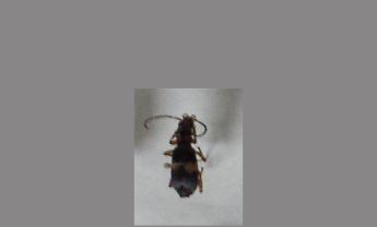 甲虫