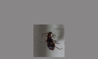 甲虫