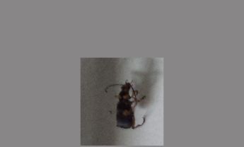 甲虫