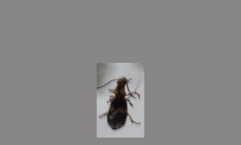 甲虫