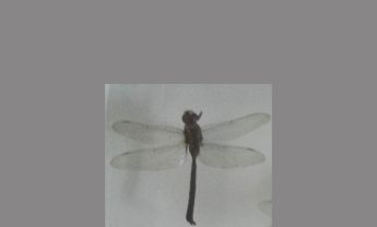蜻蜓