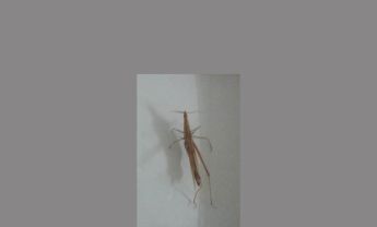 中华负蝗