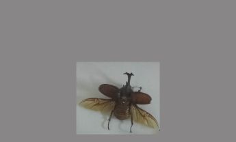 甲虫
