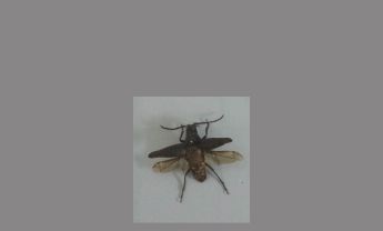 甲虫