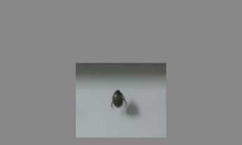 金龟子