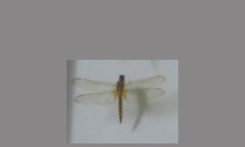 蜻蜓