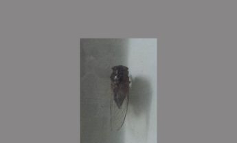 蝉