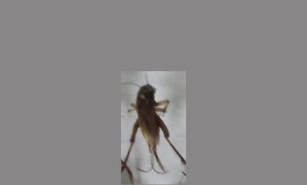 蟋蟀