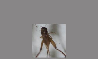 蟋蟀