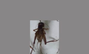 蟋蟀