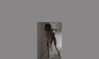 蟋蟀