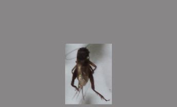 蟋蟀