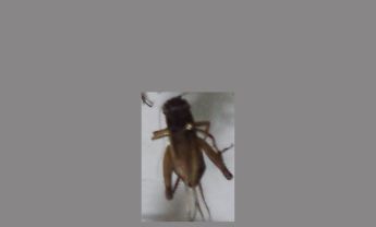 蟋蟀