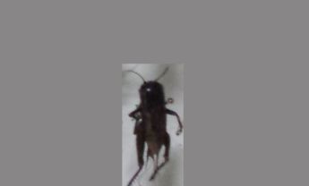 蟋蟀