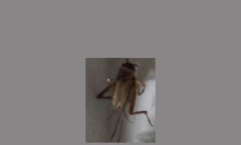 蟋蟀