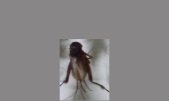 蟋蟀