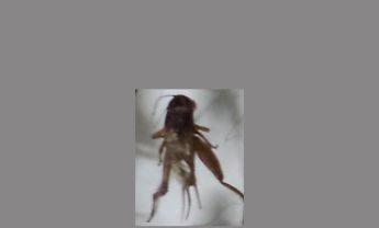 蟋蟀