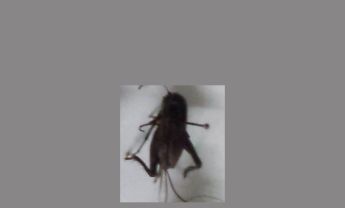蟋蟀