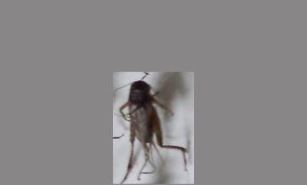 蟋蟀