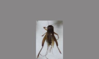 蟋蟀