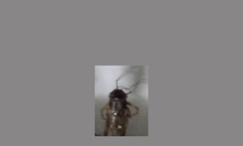 蟋蟀