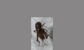 蟋蟀