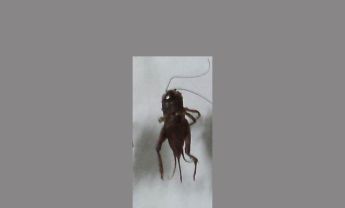 蟋蟀