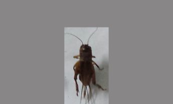 蟋蟀