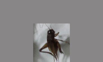 蟋蟀