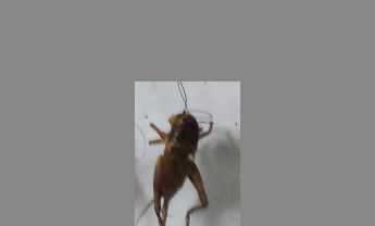 蟋蟀