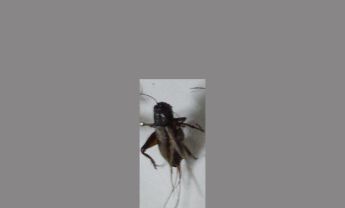 蟋蟀