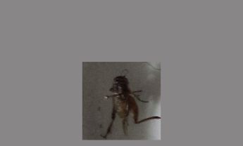 蟋蟀