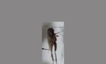蟋蟀