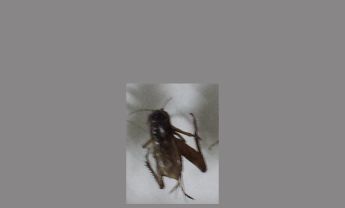 蟋蟀