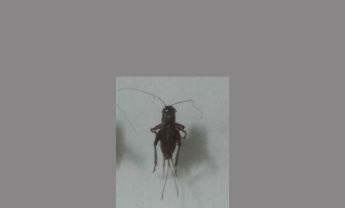 蟋蟀