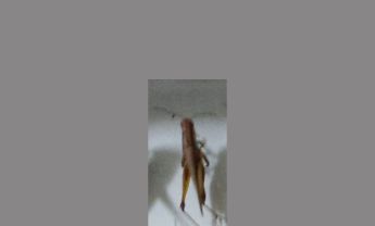 蝗虫