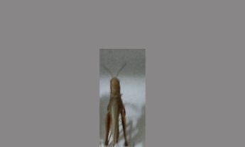蝗虫