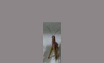 蝗虫