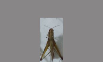 蝗虫