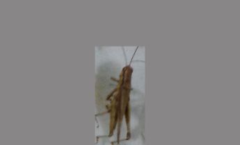 蝗虫