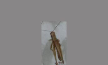 蝗虫