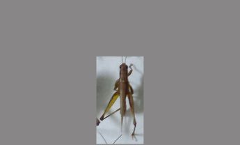 蝗虫