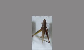 蝗虫