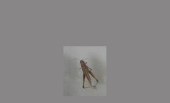 蝗虫