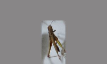 蝗虫