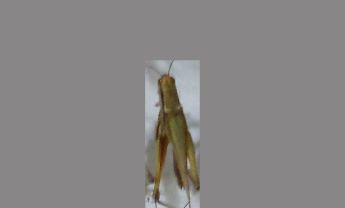 蝗虫