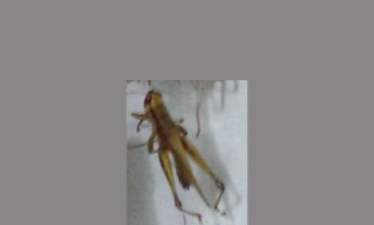 蝗虫