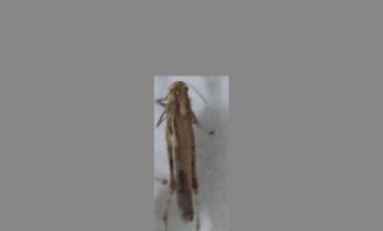 蝗虫