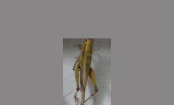 蝗虫