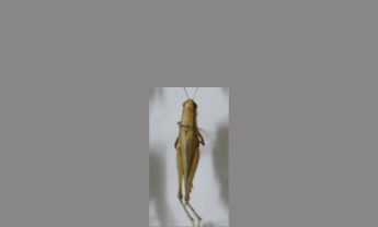 蝗虫